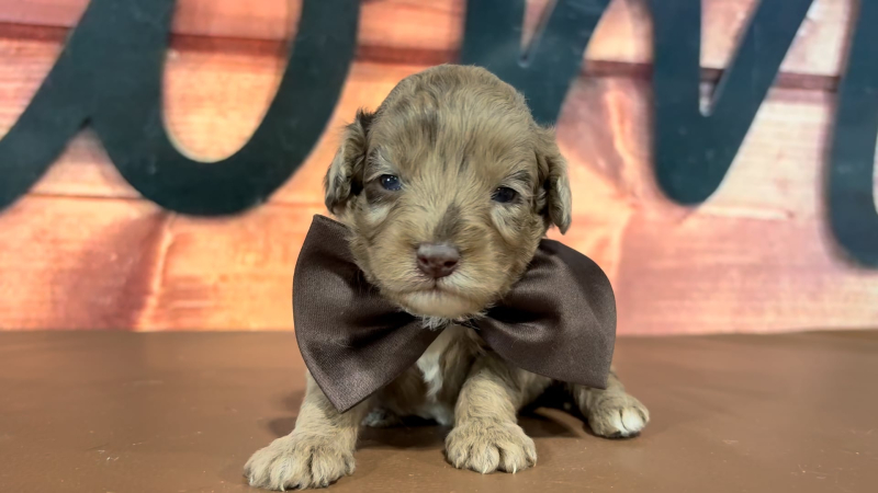 Mini Goldendoodle M 4775