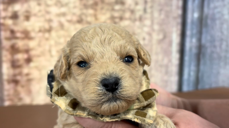 Mini Cavapoo M 4889