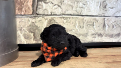 Maltipoo F 4782