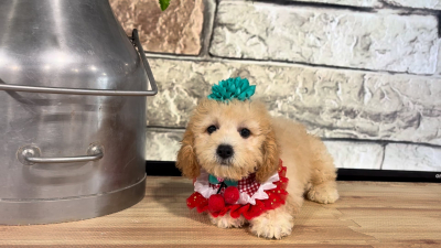 Maltipoo Apricot &amp; Red F 5071
