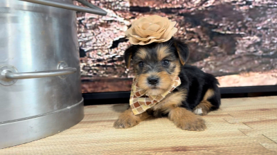 Yorkiepoo F 9388