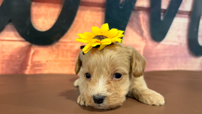 Maltipoo F 4976