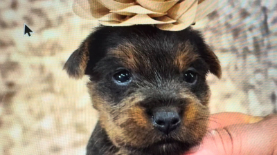 Yorkshire Terrier Female 4900