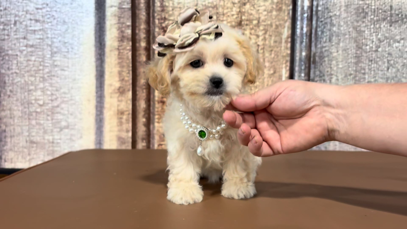 Toy Maltipoo F 2266