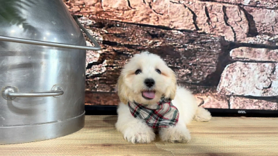 Maltipoo M 4865