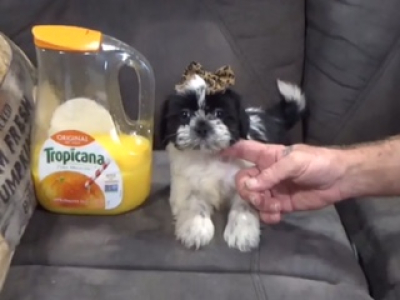 Teacup Imperial Shih Tzu female 4123 Ready now!