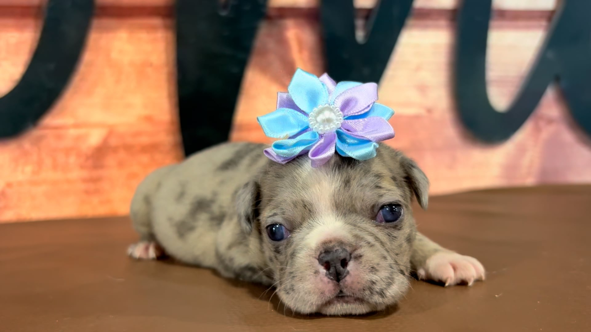 Frenchton Blue Eyes F 5065