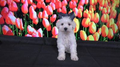 Which Puppies Have The Best Personalities?