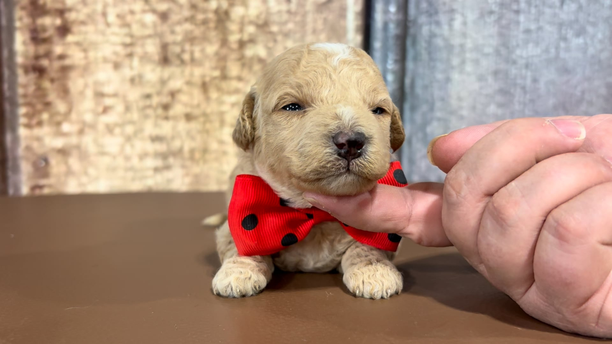Toy Maltipoo M 2282