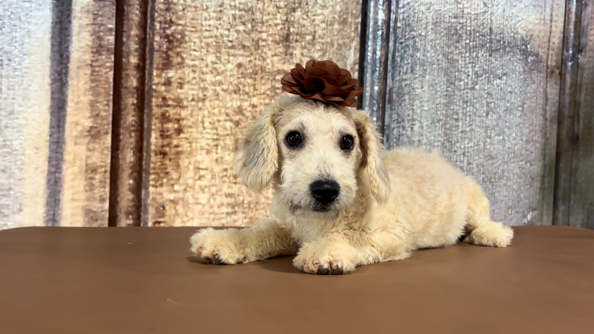 Toy Cavapoo F 2229