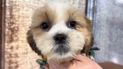 Teacup Teddypoo M 5134