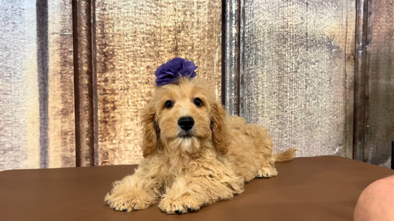 Min F1B Goldendoodle M 2261