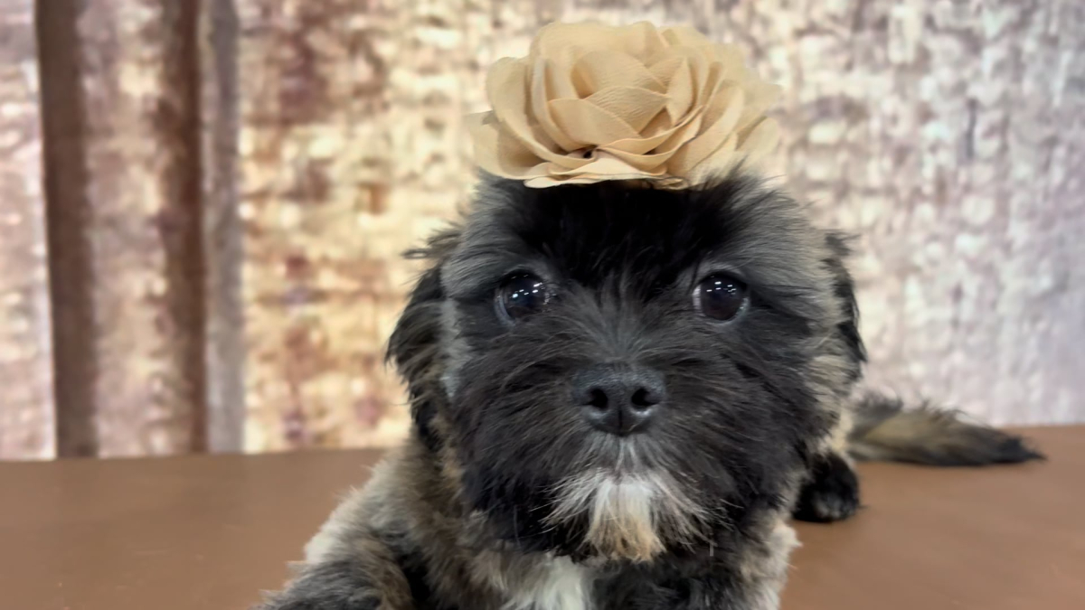 Toy Malshipoo F 5109