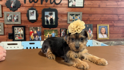 Yorkshire Terrier Female 4900