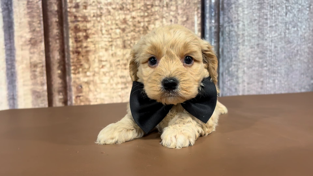Teacup Cavamoo M 2206