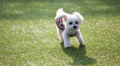 Exercise Tips For Your Miniature Maltese Puppy