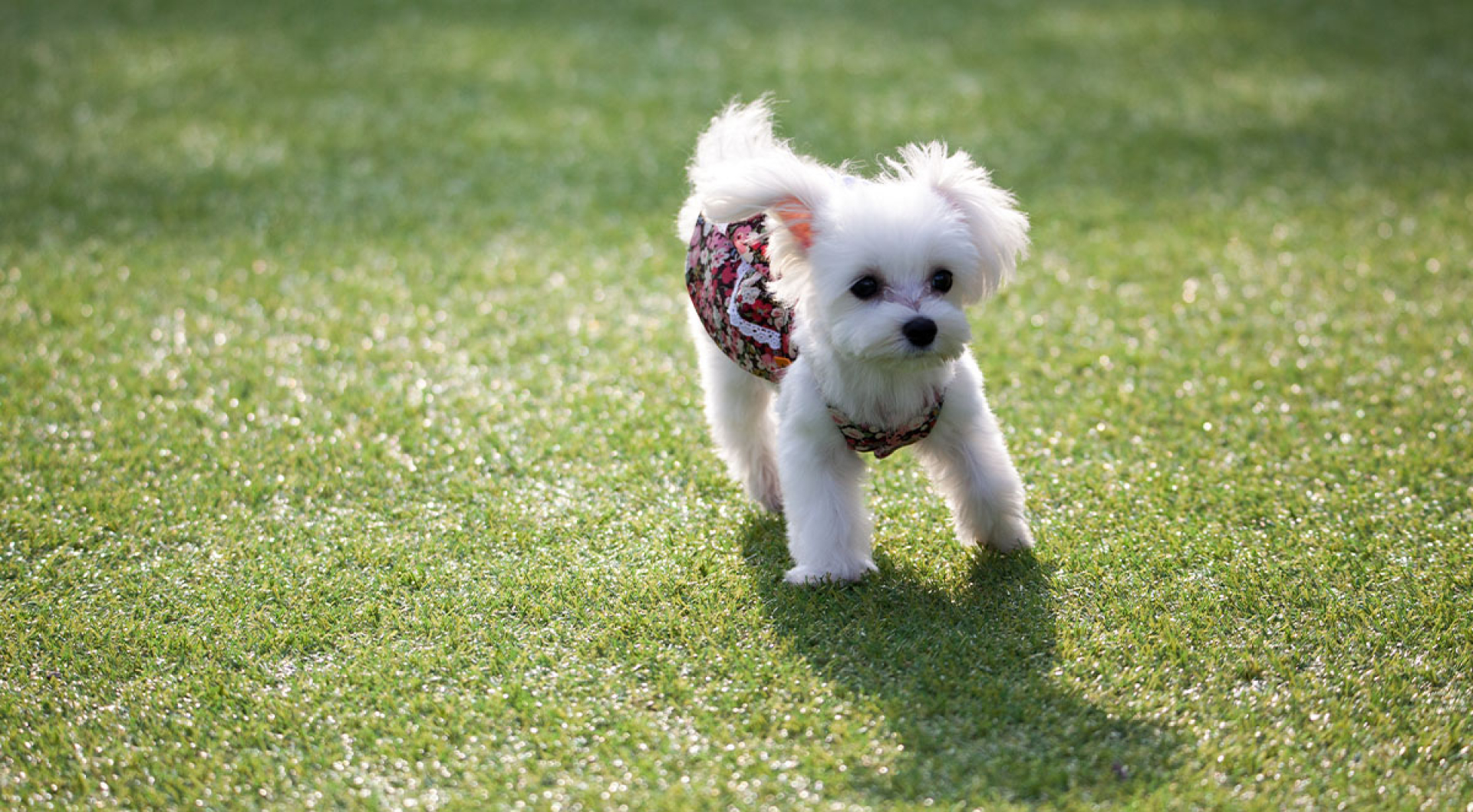 Exercise Tips For Your Miniature Maltese Puppy