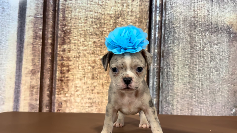 French Bug Blue Eyes F 2278