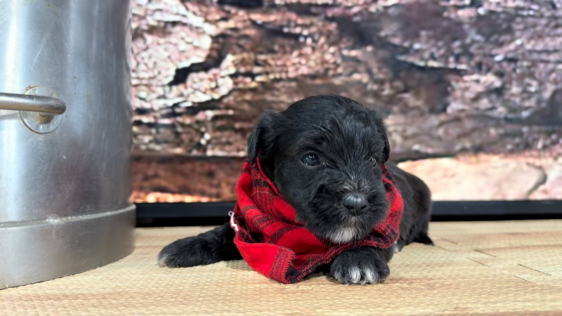 Maltipoo M 8854