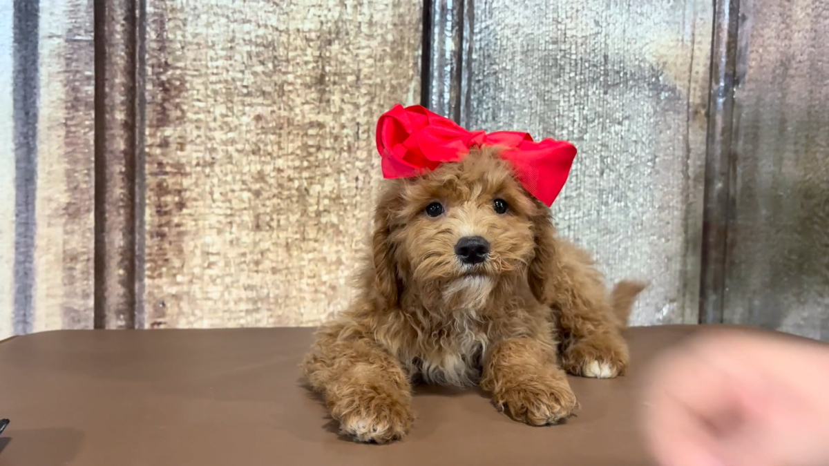 Mini F1BB Golden Doodle F 6753