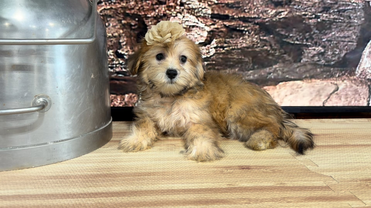 Teddypoo F 4799