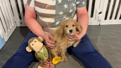 Cavapoo M 4888