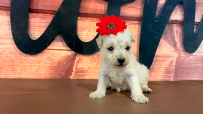 Maltipoo F 4961