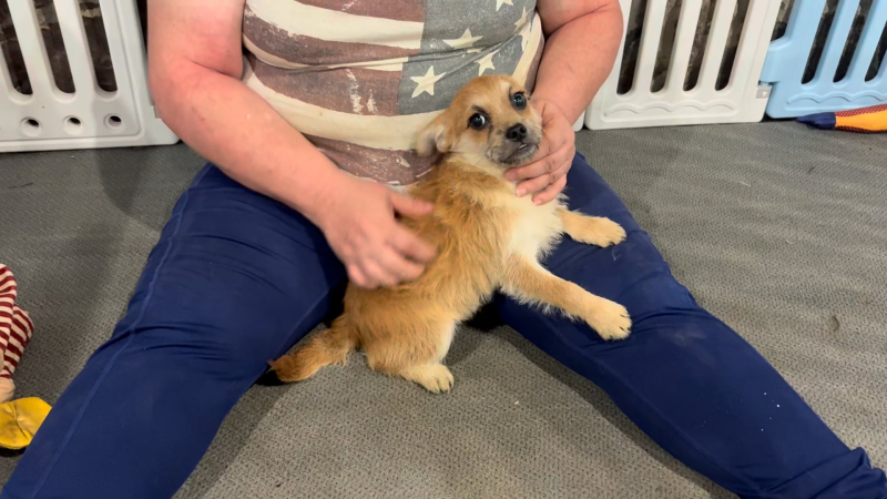 Morkiepoo F 4914