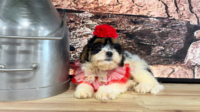 Cavapoo F 4871