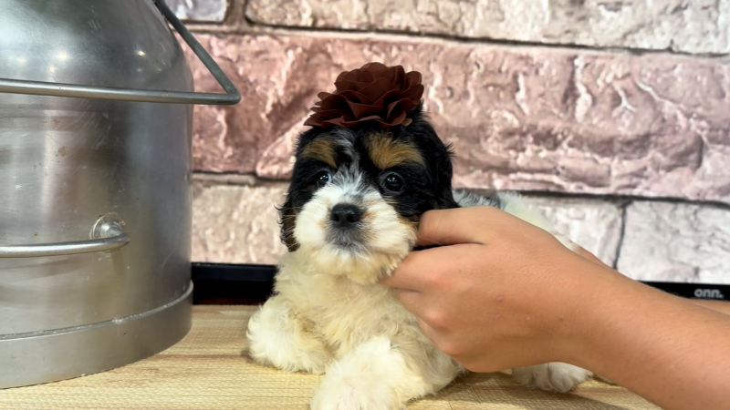 Cavapoo F 4871