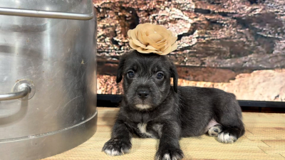 Morkiepoo F 9381
