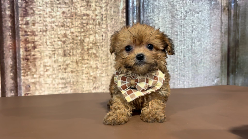 Teacup Morkiepoo M 2172