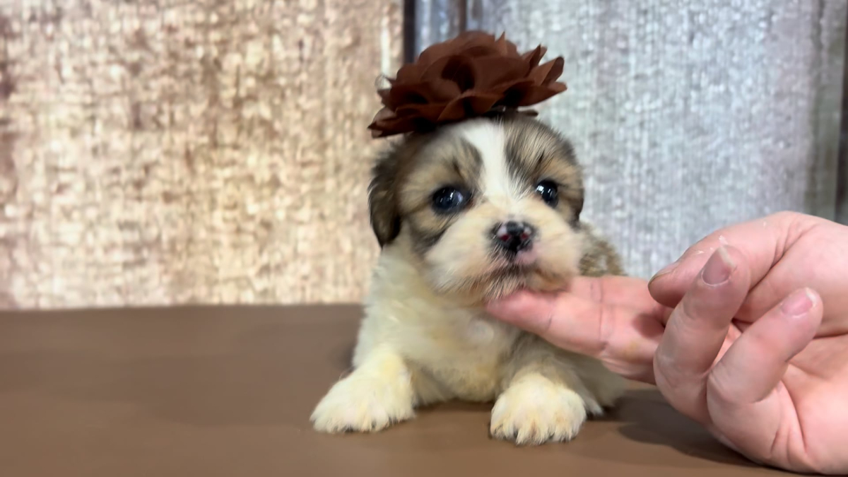 Teacup Maltipoo F 5131