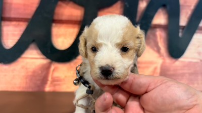 Mini Goldendoodle Fancy M 4963