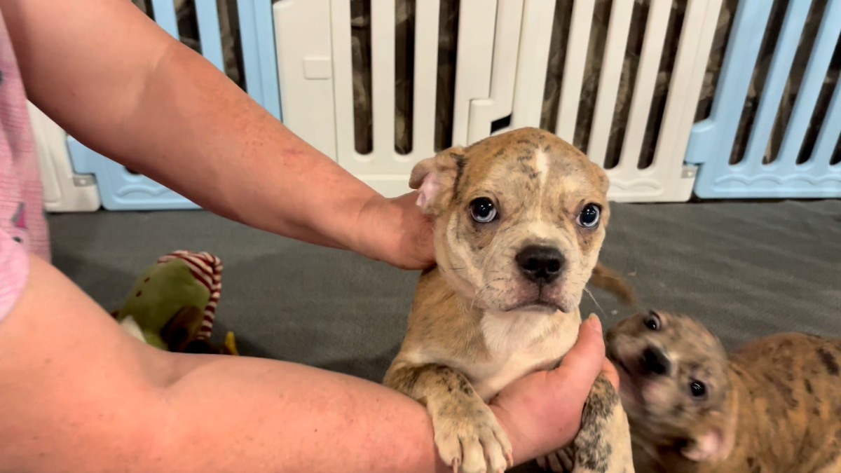 Frenchton Blue Eyes M 4855