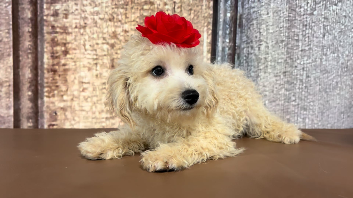 Teacup Maltipoo F 3605