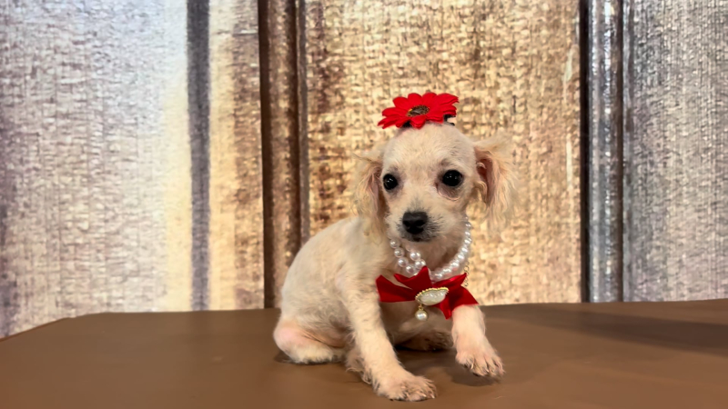 Toy Maltipoo F 2311