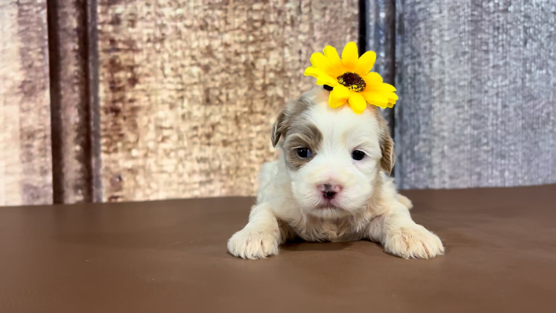 Teacup Teddy Bear F 2300