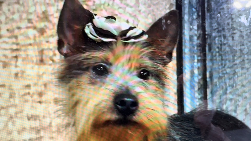 Teacup Yorkshire Terrier Blue/Gold F 2262