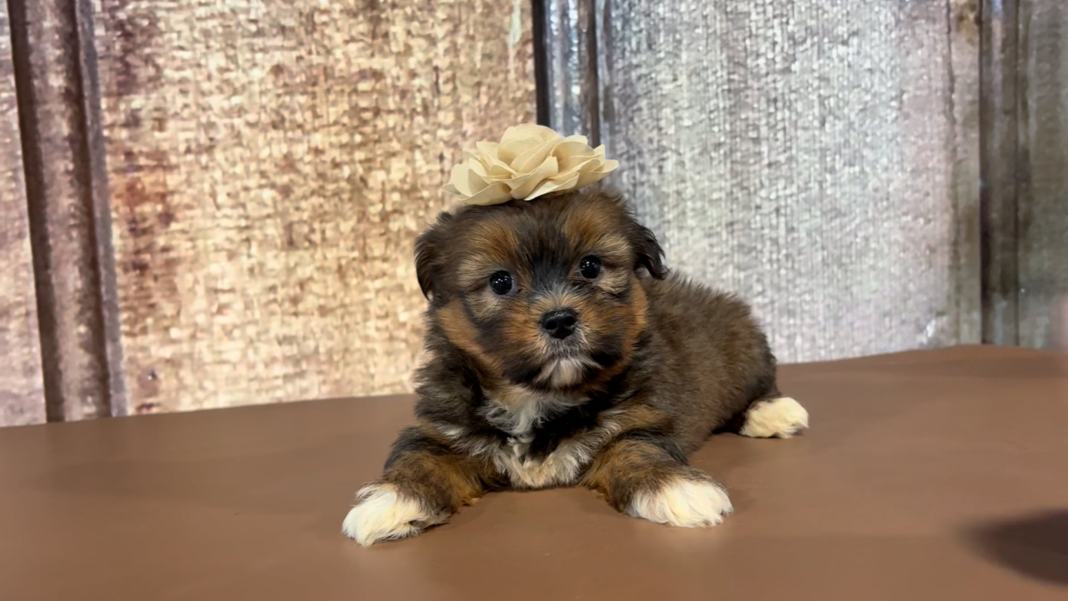 Teacup Shih Tzu F 2164