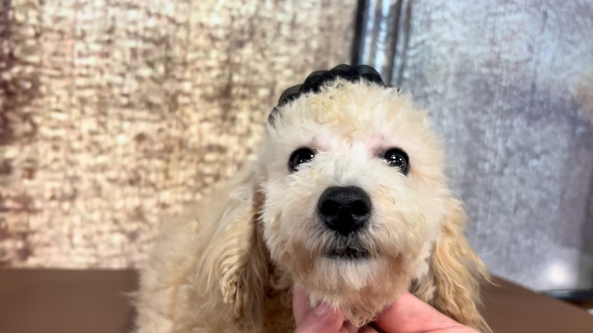 Maltipoo F 5112