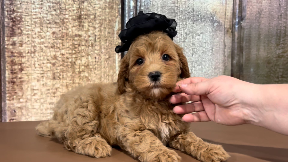 Med F1B Goldendoodle F 2201