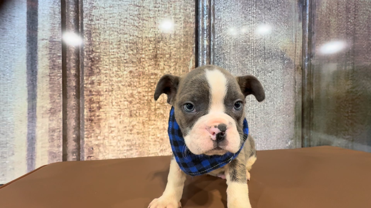 English Frenchie M 2211