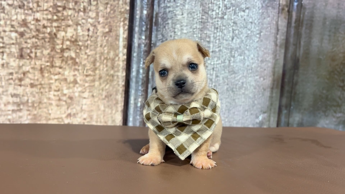 Teacup Chihuahua M 2293