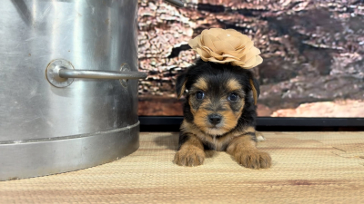 Yorkiepoo F 8847