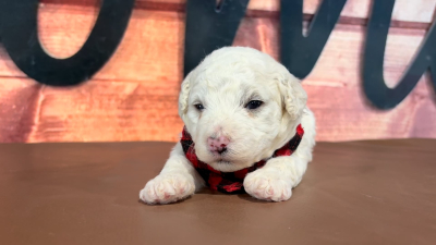 Maltipoo M 4701