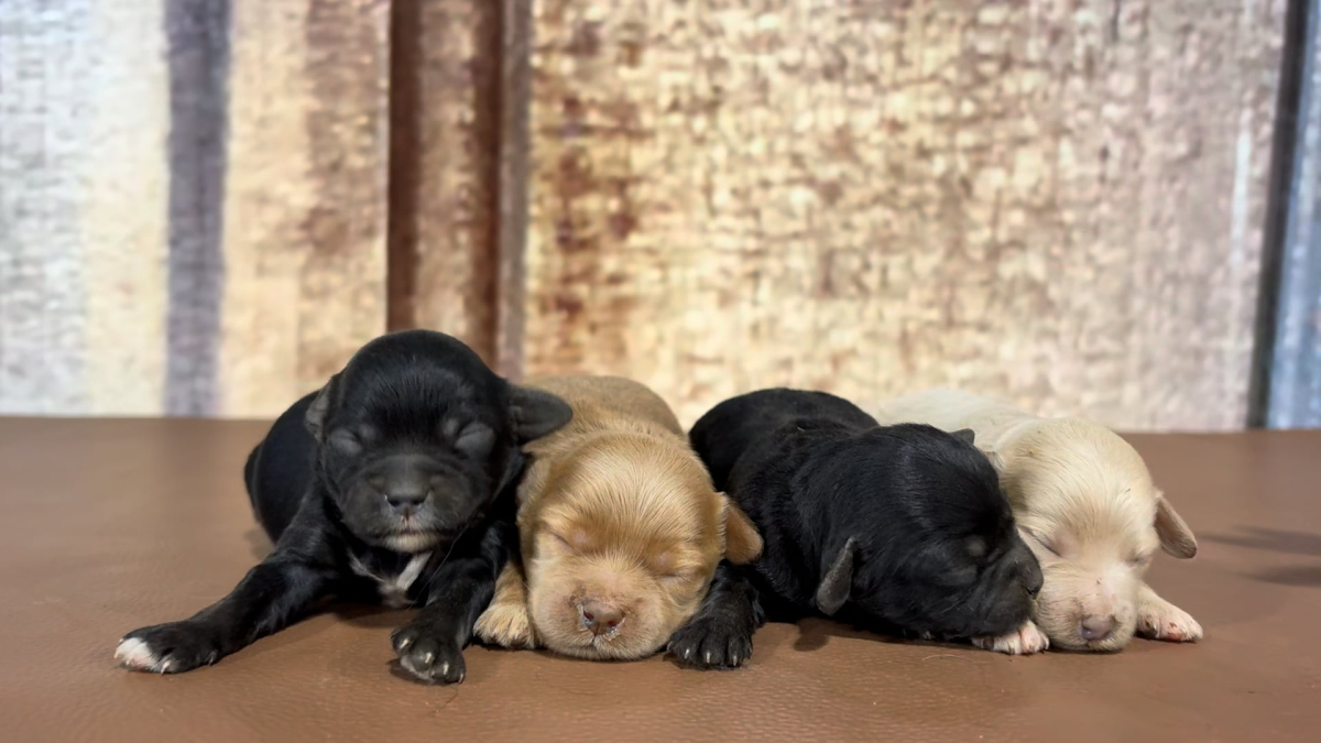 Teacup Maltipoo puppies Deposit to choose