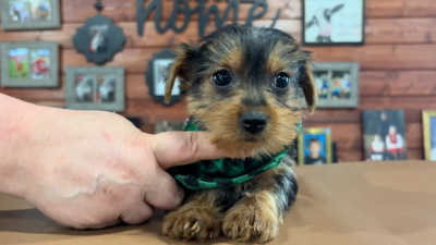 Yorkshire Terrier Male 4898