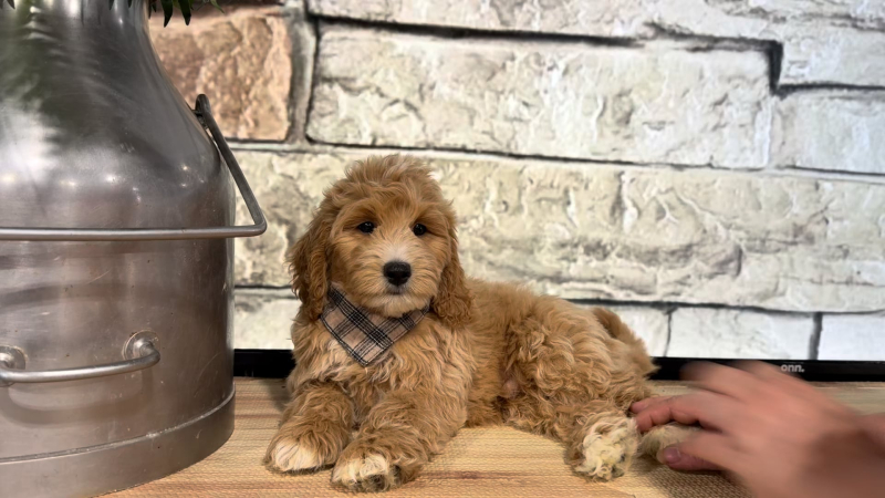 Mini (less hyper) Airedoodle M 4772