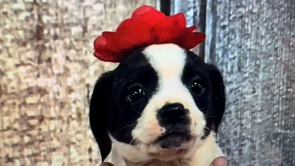 Poogle (Poodle X Puggle) F 5113